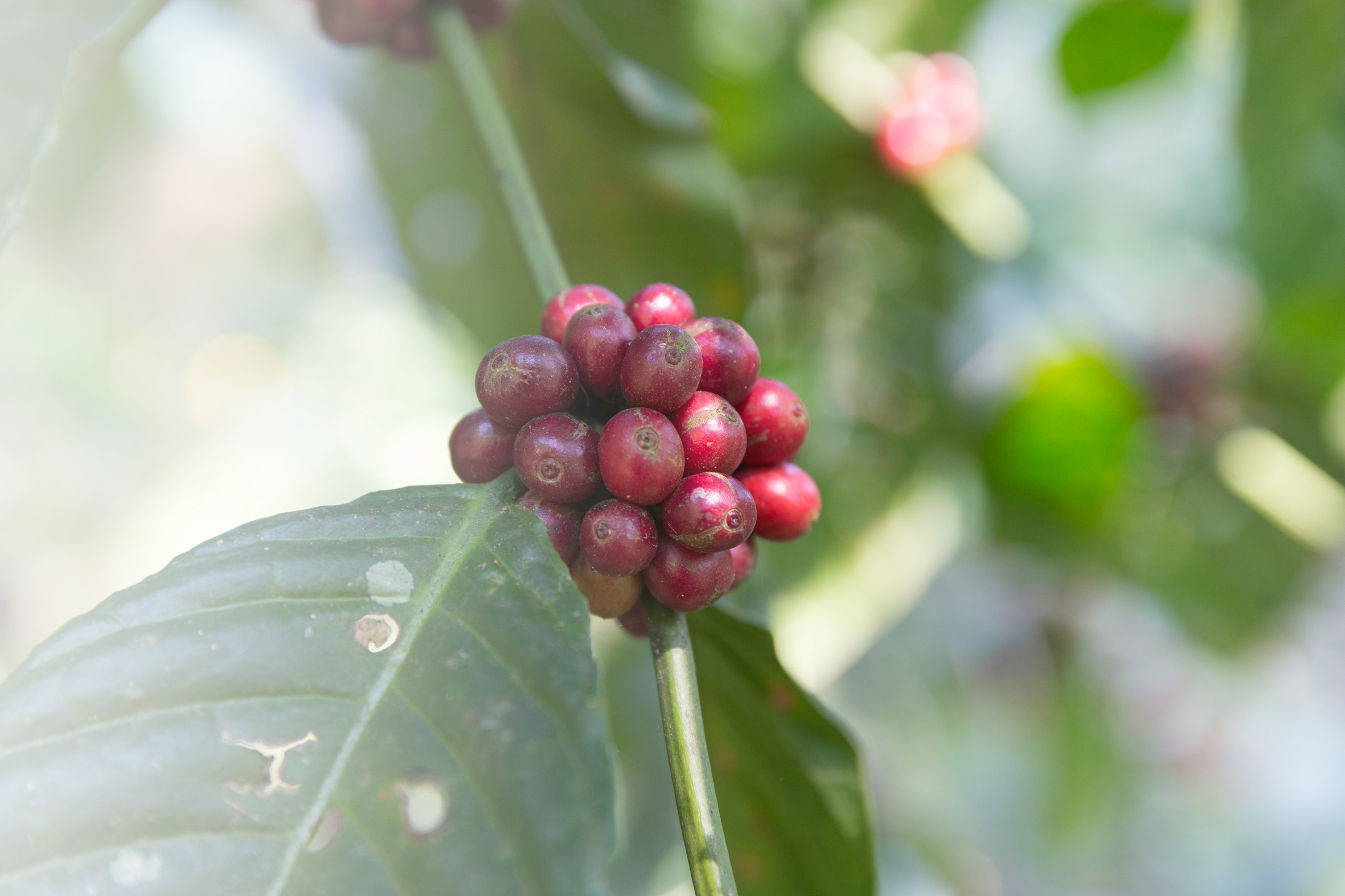 International Coffee Convention